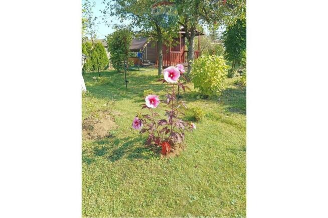 Klimatyczny domek letniskowy po remoncie