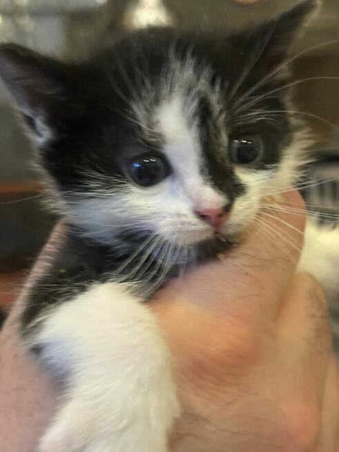 Kociaki Szukają domu schronisko Zgierz -aktualne