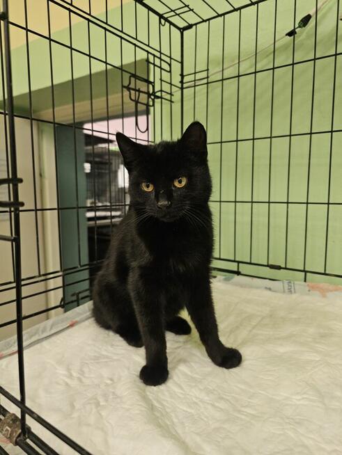 Młodziutki, kochający człowieka miziak