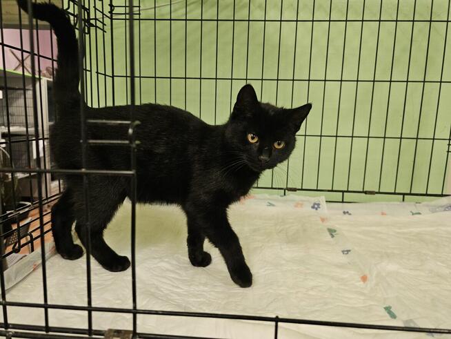 Młodziutki, kochający człowieka miziak