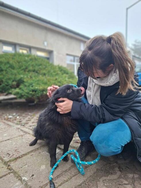 Dyzio - czarny kudłaty pies czeka na dom-adopcja