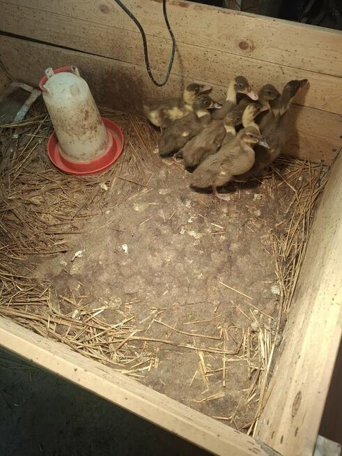 Kaczki biegus młode