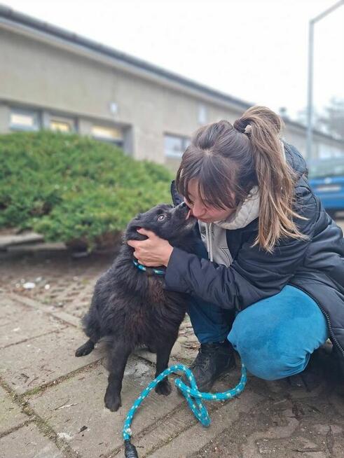 Dyzio - czarny kudłaty pies czeka na dom-adopcja