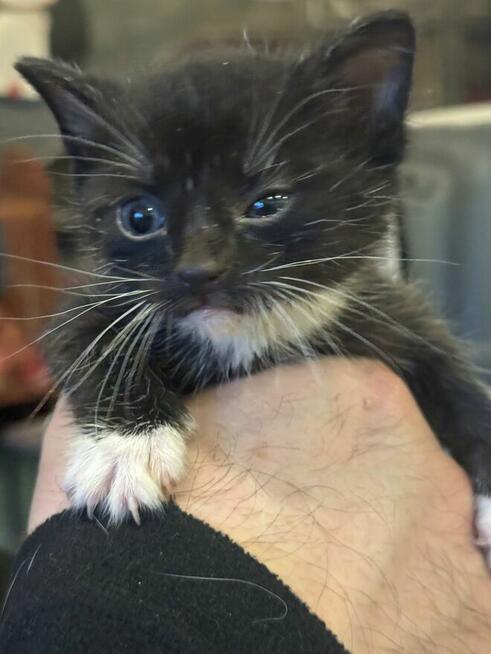 Kociaki Szukają domu schronisko Zgierz -aktualne