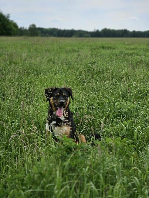 Gwiazdkowy cud się nie zdążył może na Nowy Rok? Koral
