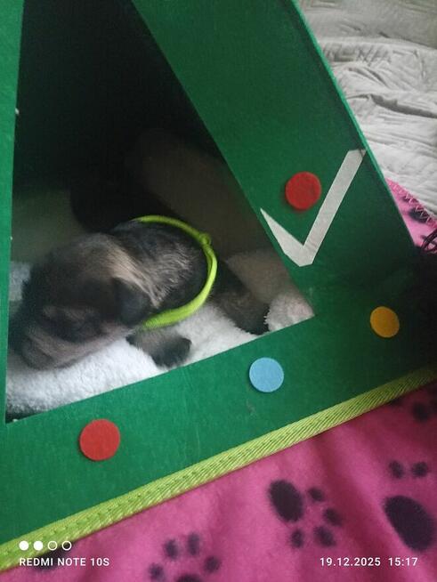 Sznaucerki szukają nowych domów