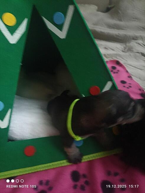 Sznaucerki szukają nowych domów