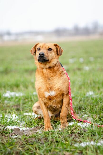 Rożek - prawdziwy diament do pokochania!