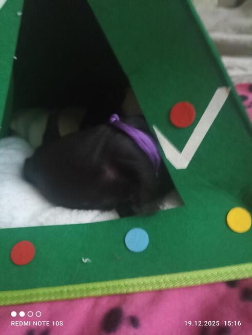 Sznaucerki szukają nowych domów