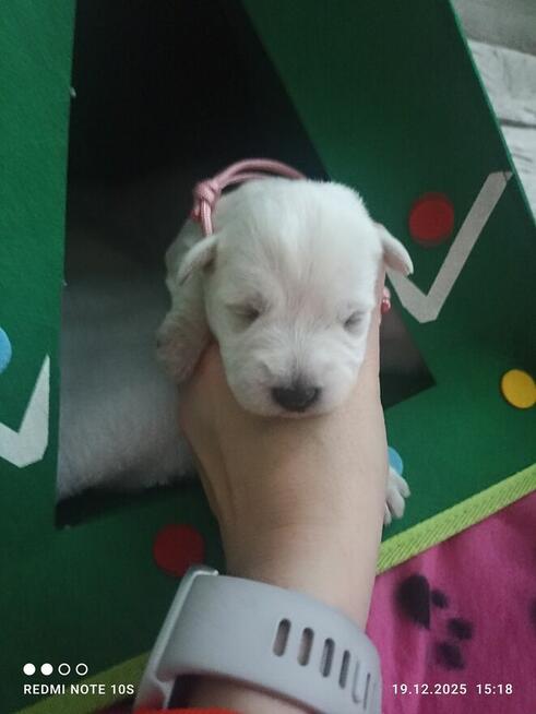 Sznaucerki szukają nowych domów