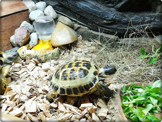 Duże Terrarium z szafką + Żółw Grecki i Stepowy z dokumentam
