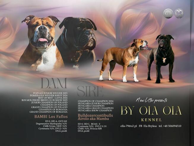 Buldog kontynentalny