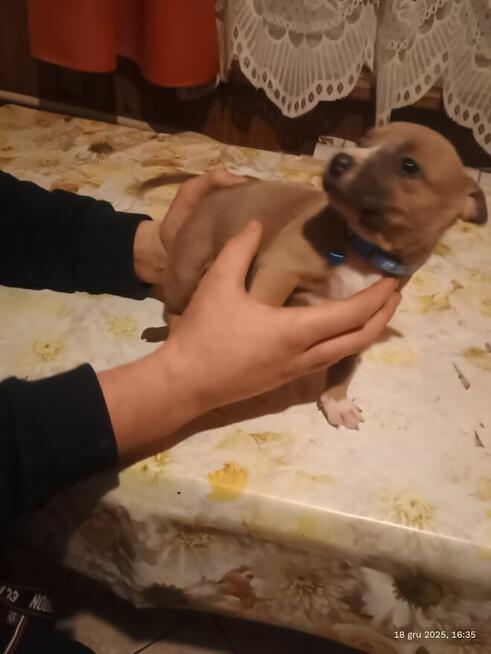 Szczenięta szukają domu