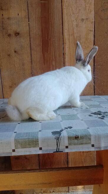 Samiec Kalifornia polecam