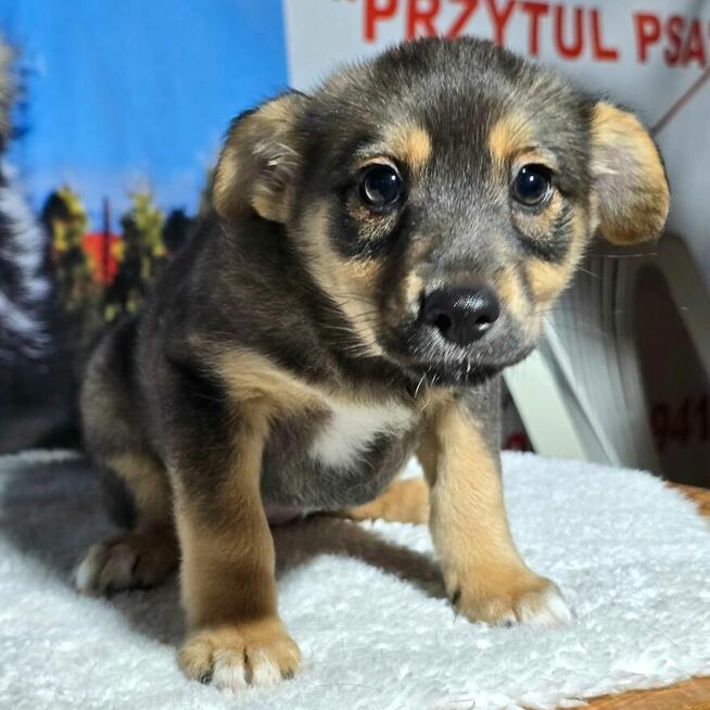 Celinka – delikatna sarenka spragniona miłości Za darm