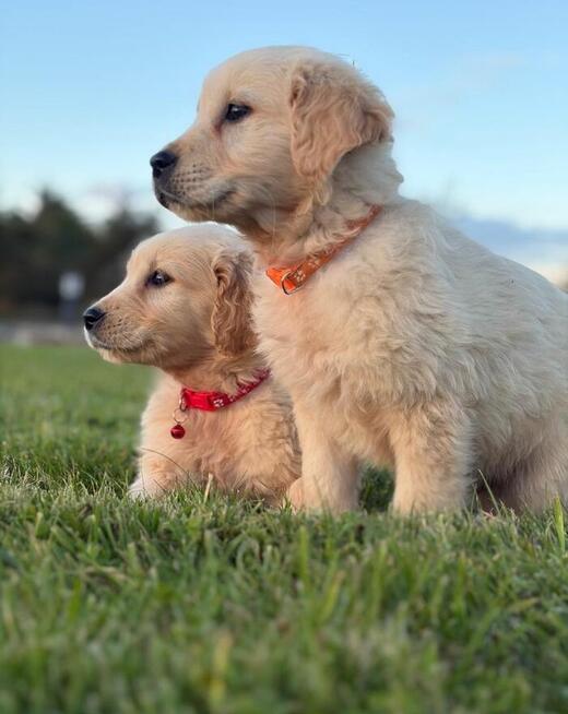 Szczenięta Golden Retrievera