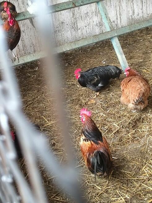 koguciki cwerki 20 szt