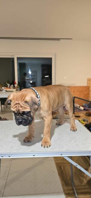 Buldog kontynentalny