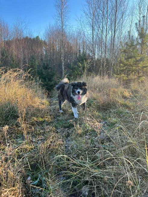 Ostatnia Japońska Akita Inu Okazja!