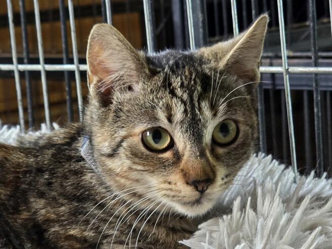 Śliczne, milutkie, bure koteczki do adopcji.