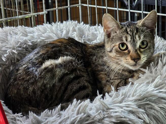 Śliczne, milutkie, bure koteczki do adopcji.