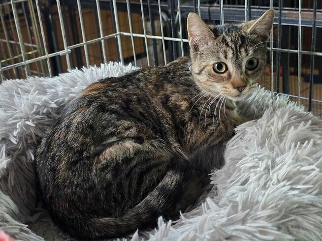 Śliczne, milutkie, bure koteczki do adopcji.