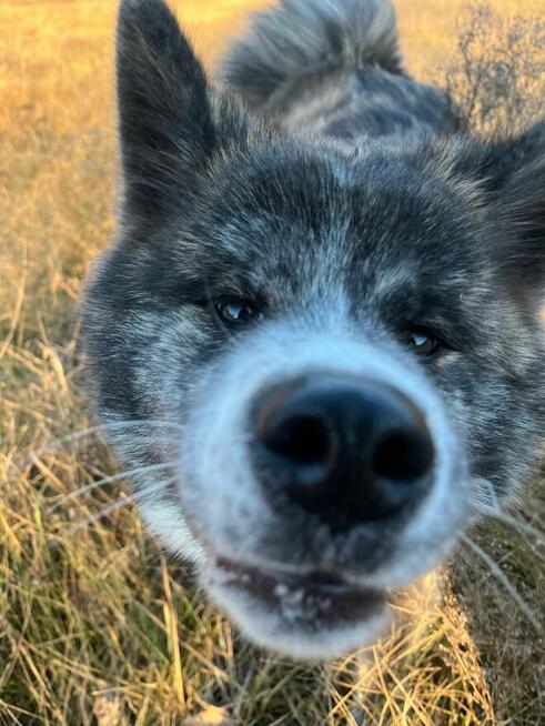 Ostatnia Japońska Akita Inu Okazja!