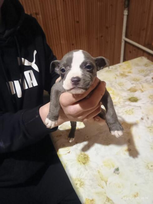 Szczenięta szukają domu