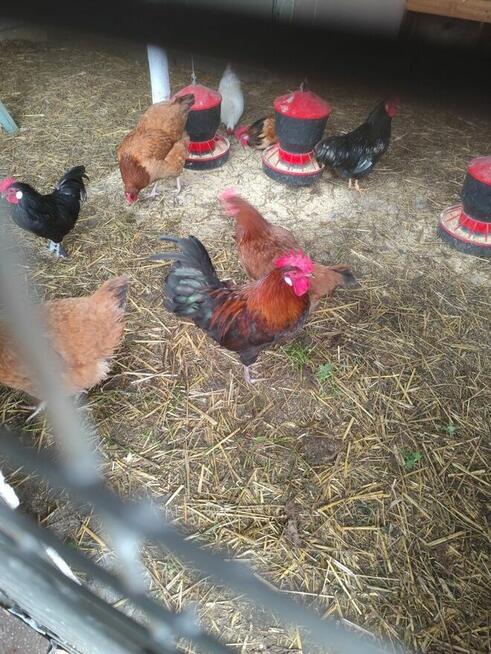 koguciki cwerki 20 szt