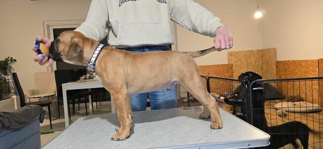 Buldog kontynentalny