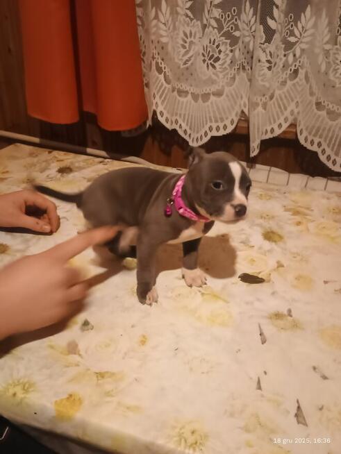 Szczenięta szukają domu