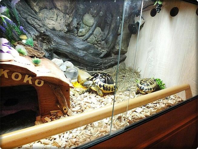 Duże Terrarium z szafką + Żółw Grecki i Stepowy z dokumentam