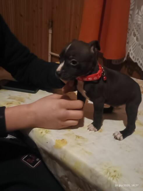 Szczenięta szukają domu