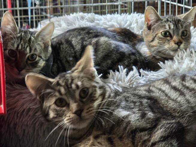 Śliczne, milutkie, bure koteczki do adopcji.