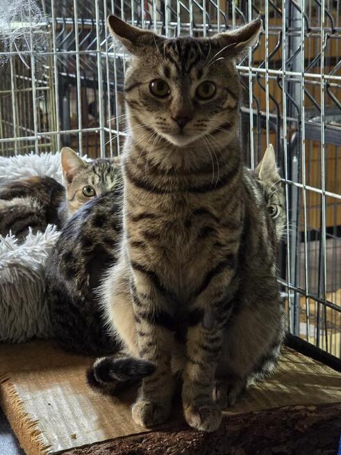 Śliczne, milutkie, bure koteczki do adopcji.