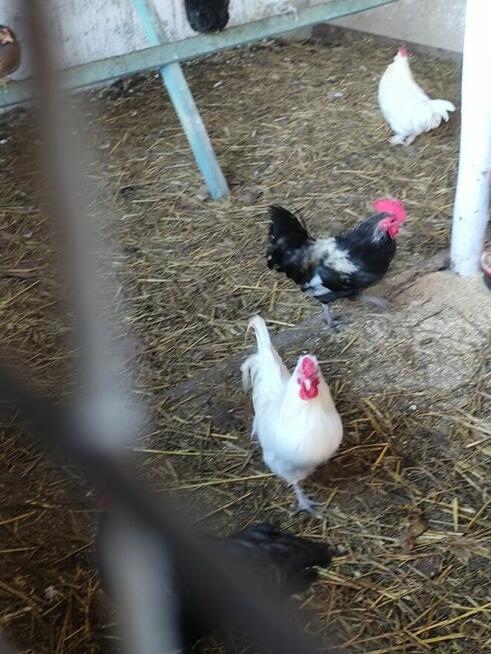 koguciki cwerki 20 szt