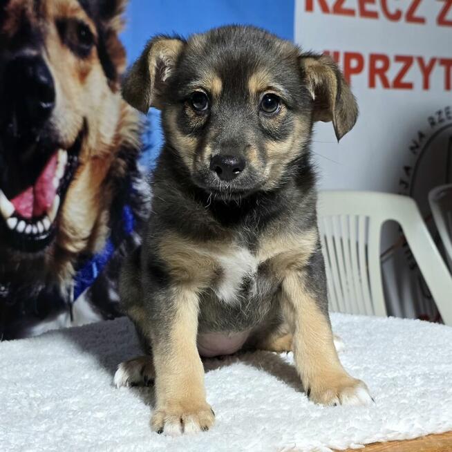 Celinka – delikatna sarenka spragniona miłości Za darm