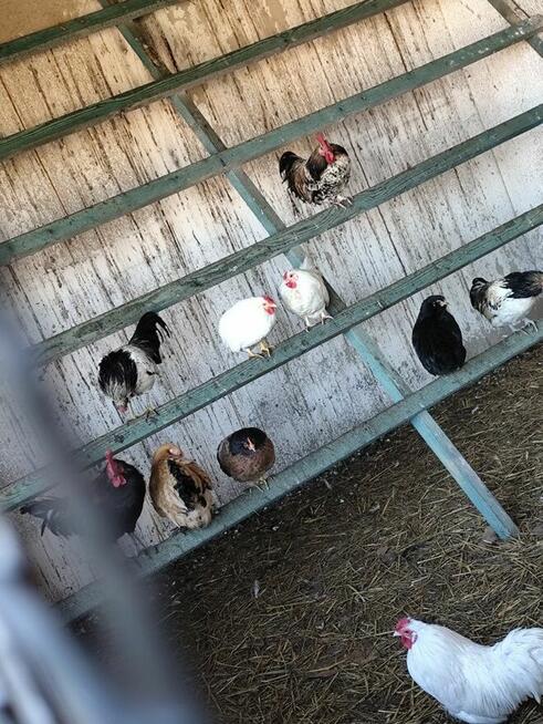 koguciki cwerki 20 szt