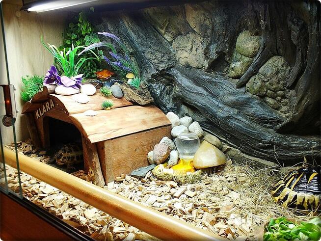 Duże Terrarium z szafką + Żółw Grecki i Stepowy z dokumentam