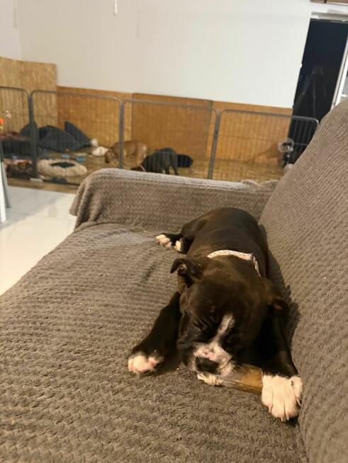 Buldog kontynentalny