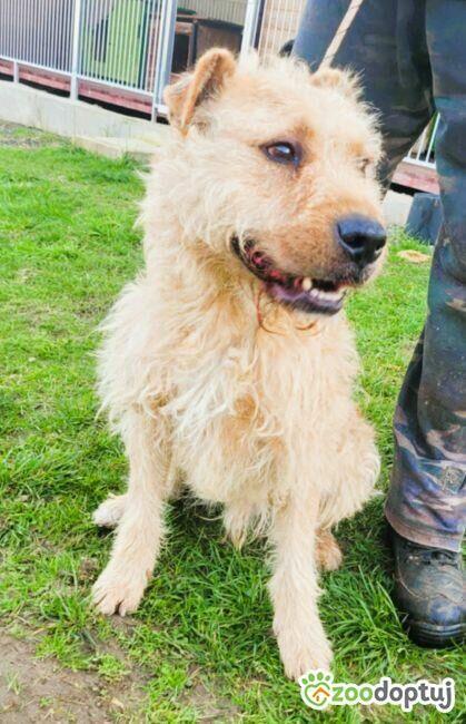 PESTO - piękny psiak w typie terriera szuka dobrego domu