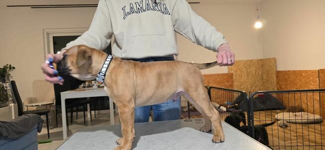 Buldog kontynentalny