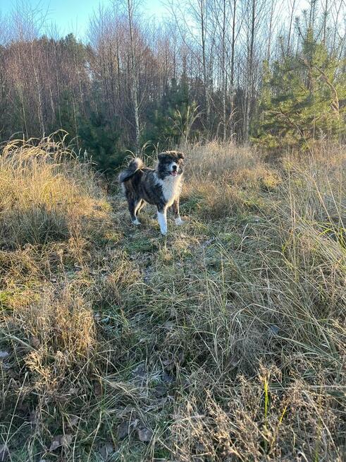 Ostatnia Japońska Akita Inu Okazja!
