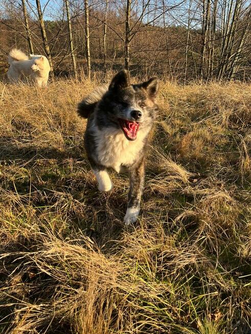 Ostatnia Japońska Akita Inu Okazja!