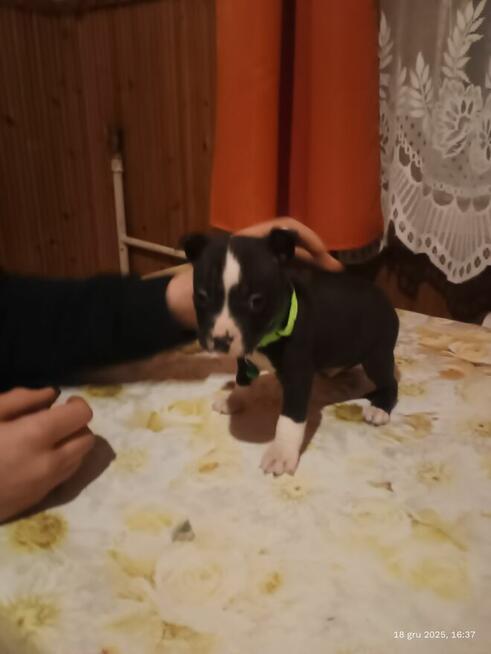 Szczenięta szukają domu