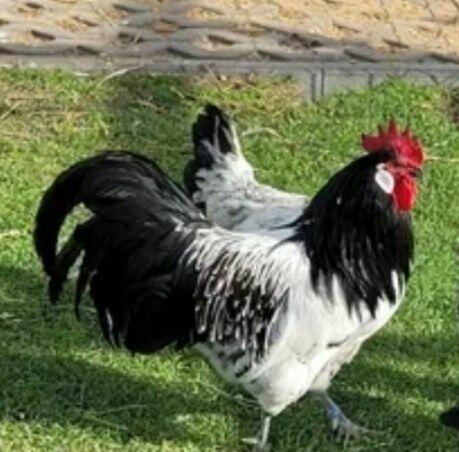 koguciki cwerki 20 szt