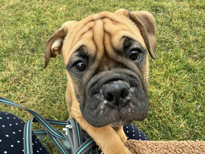 Buldog kontynentalny