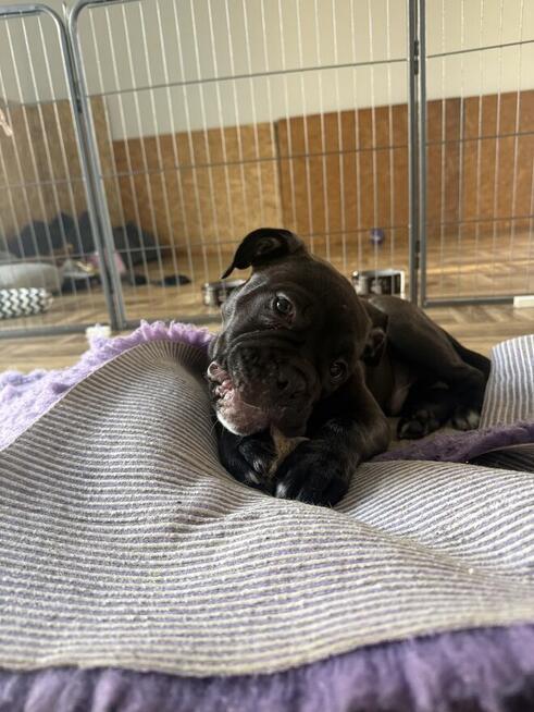 Buldog kontynentalny