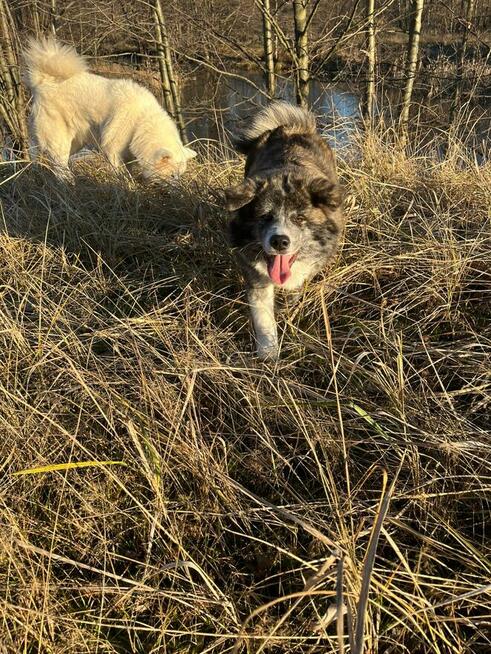 Ostatnia Japońska Akita Inu Okazja!