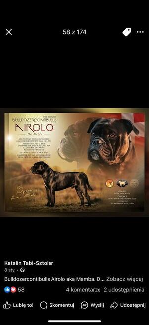 Buldog kontynentalny